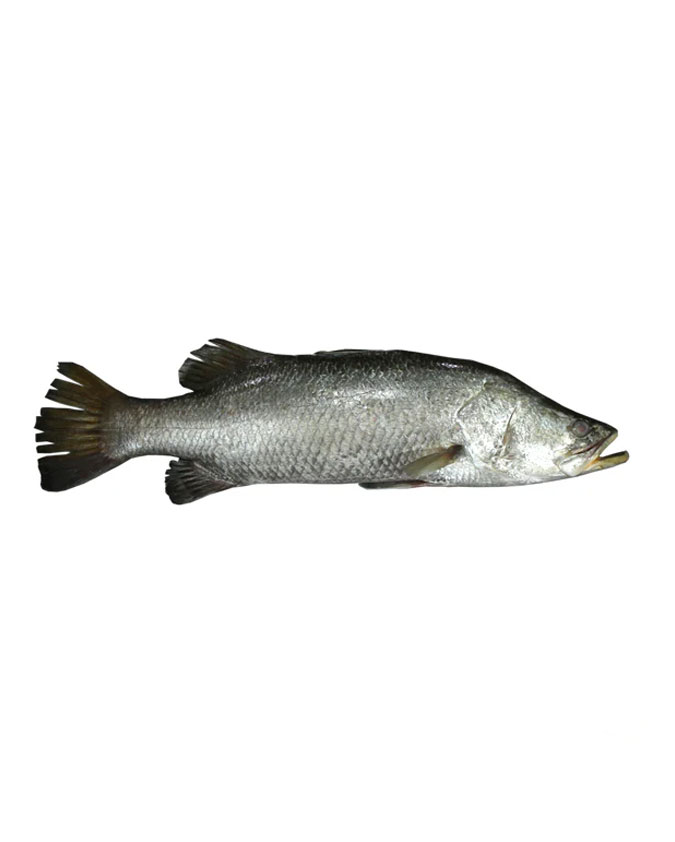 koduva