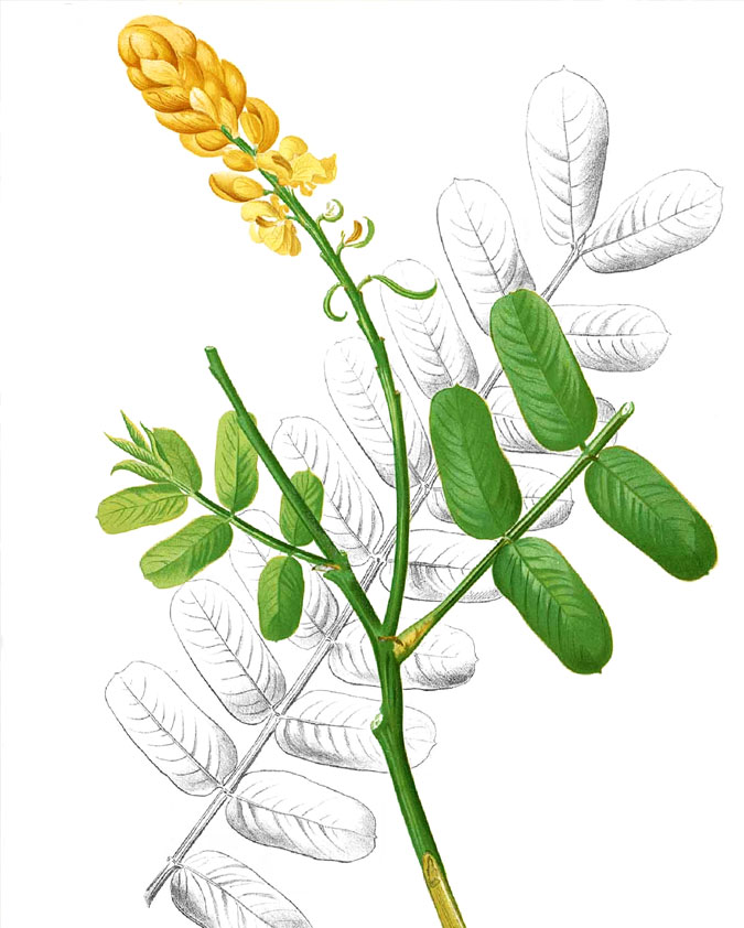 seemai
